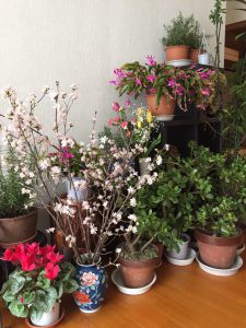 啓翁桜