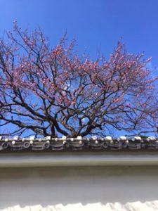 紅梅